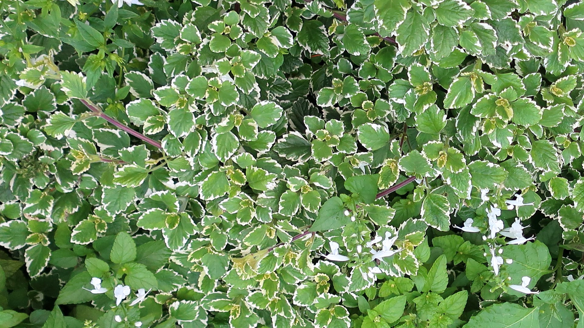 Planta de incienso. (Wikimedia)