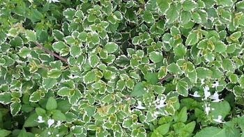 Incienso, Plantas, beneficios, Salud