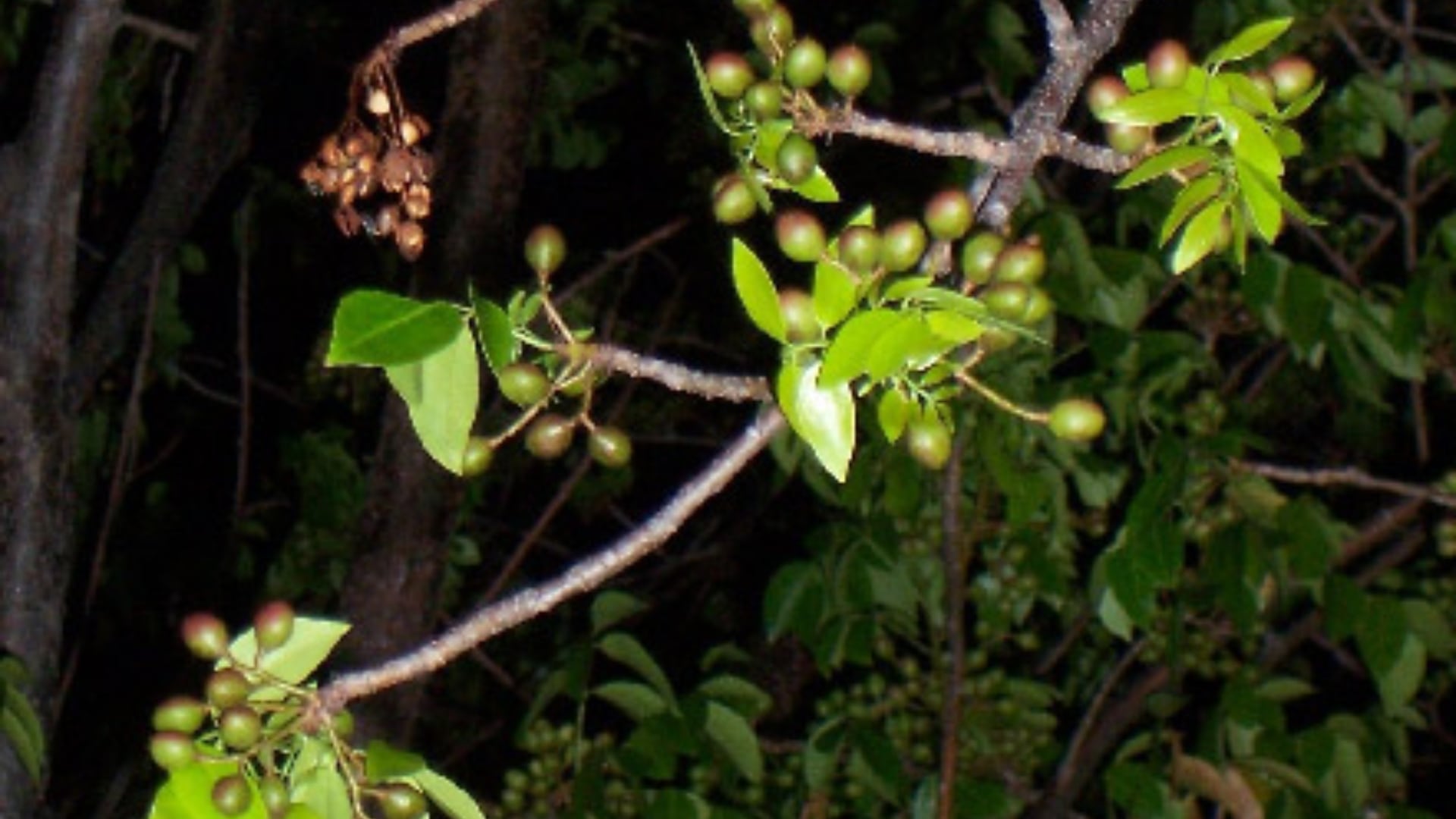 Expulsa las ‘piedras’ de los riñones o arenillas con esta infusión hecha con la corteza y hojas de un árbol muy común, según la UNAM(UNAM)