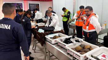 Aseguran 121 tortugas y 16