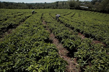 El fenómeno de El Niño intensifica la variabilidad de las lluvias y altera la disponibilidad de agua para la agricultura y la ganadería. (REUTERS / Juan Carlos Ulate)