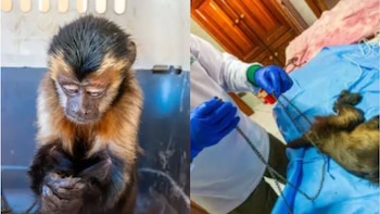 Serfor rescata a mono machín negro encadenado y mal de salud en Ilo.