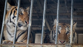 Rescatan seis tigres en Alemania que una exdomadora de circo mantenía en una finca particular: serán trasladados a España
