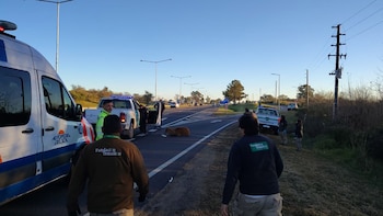 EL CIERVO DE LOS PANTANOS RESCATADO EN LA PANAMERICANA VUELVE A LA NATURALEZA