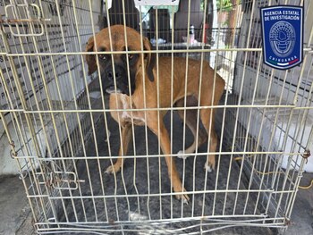 maltrato animal-fge chihuahua- 9 de septiembre