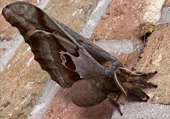 Las polillas Antheraea polyphemus tienen