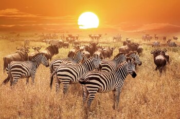 Tanzania es el hogar del Monte Kilimanjaro, el pico de montaña más alto de África, así como el Serengeti. La UNESCO llama a la migración de gazelas y zebras mientras los depredadores las siguen “uno de los eventos naturales más impresionantes del mundo”