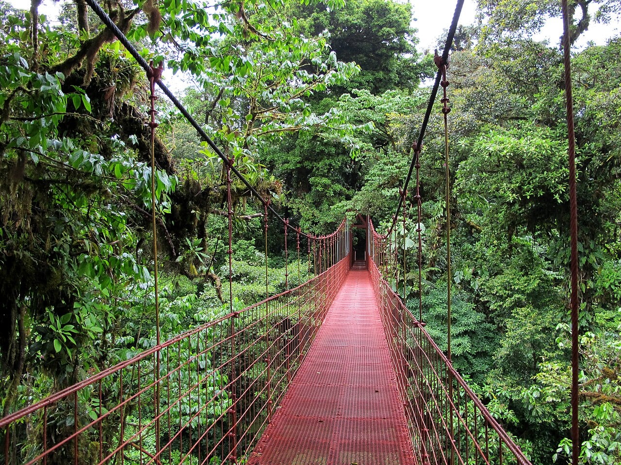El informe proyecta que Costa Rica y República Dominicana serían los únicos países de la región que aumentarían su cobertura forestal entre 2024 y 2030, si continúan las tendencias actuales.