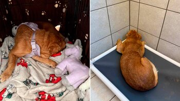 La triste historia de Leonore,