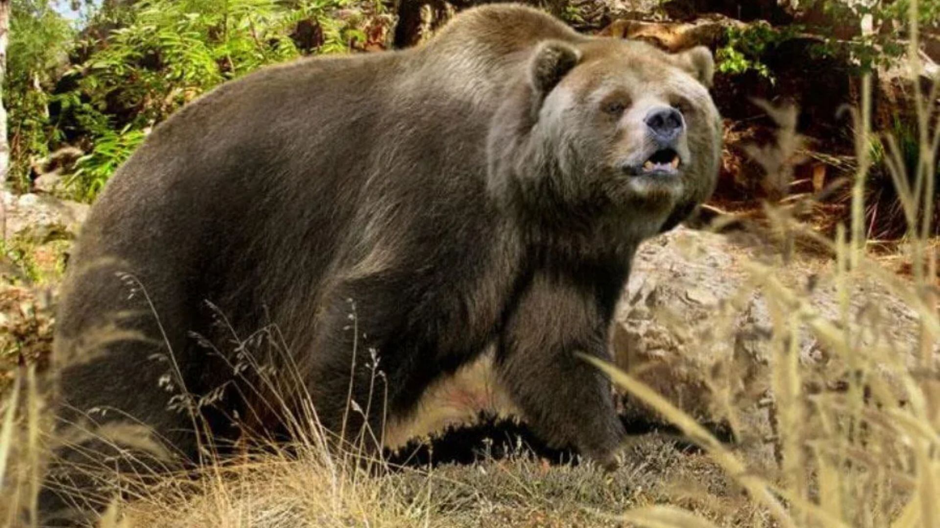 Una recreación de un ejemplar de oso cavernario. (Mundo Prehistórico)