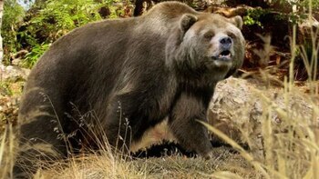 Una recreación de un ejemplar de oso cavernario. (Mundo Prehistórico)