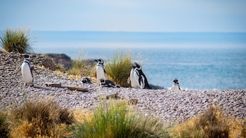 Hay varias pingüineras desde Río