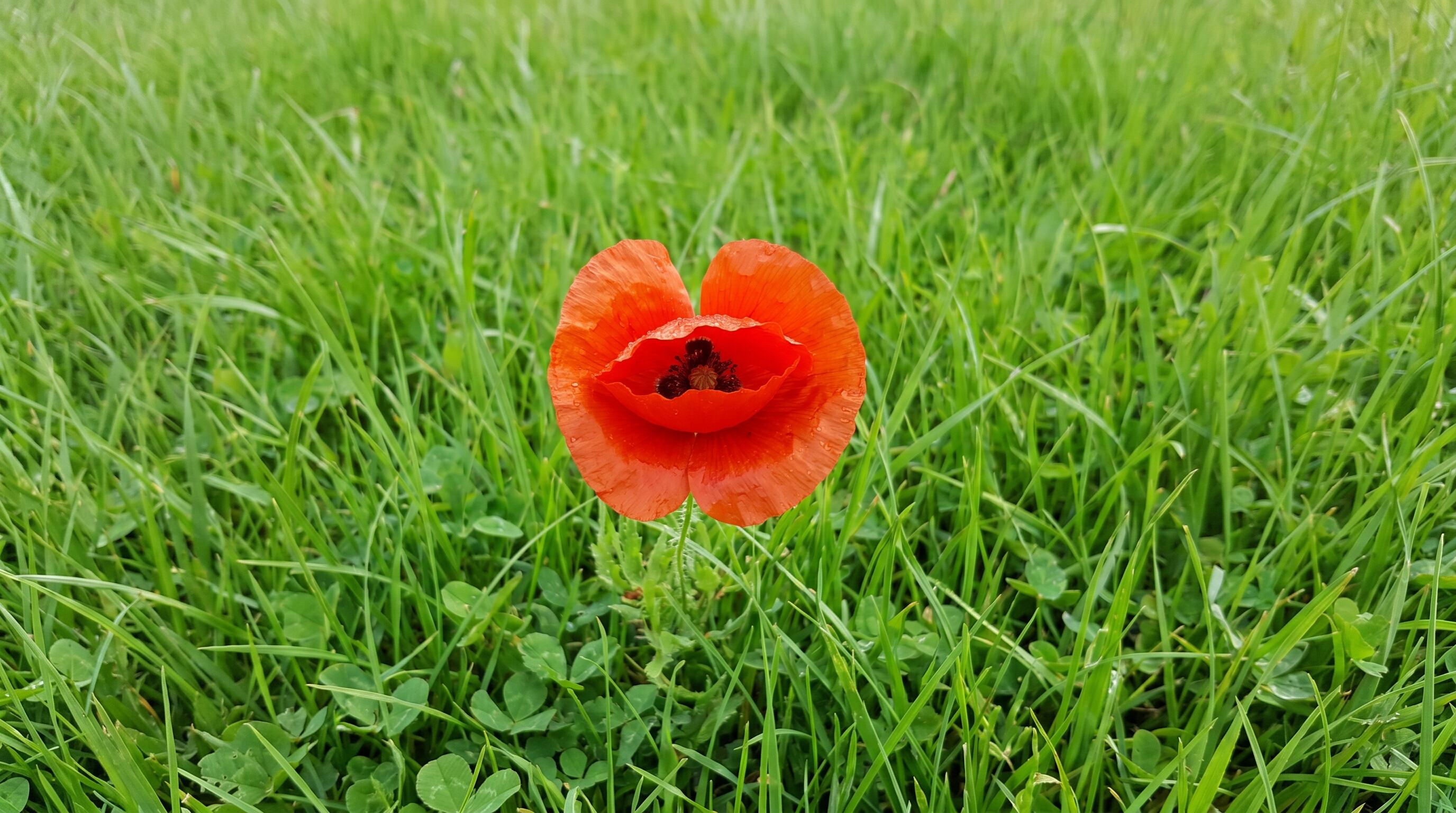 La amapola dispersa sus semillas por el viento, reapareciendo cada año y aportando un aire silvestre con sus flores vivas (Imagen Ilustrativa Infobae)