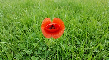 Una amapola de color rojo intenso en primer plano, con delicados pétalos y un centro oscuro, se alza en un lecho de hierba y tréboles de un verde brillante.