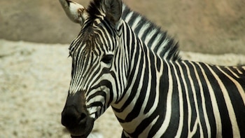 Este ejemplar de la subespecie