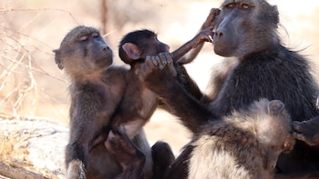 La rivalidad entre babuinos sugiere