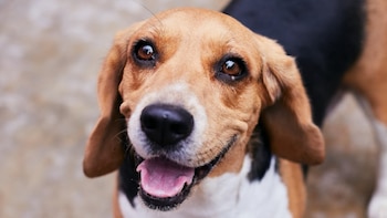 Primer plano de un perro beagle de pelaje marrón, negro y blanco, con ojos oscuros y boca abierta que muestra la lengua rosada