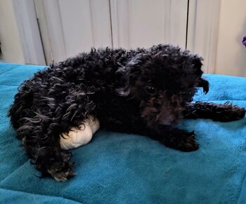 Luna, la perrita herida
