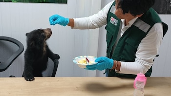 Un miembro de SERFOR alimenta