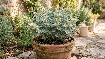 La planta medicinal que funciona como pesticida natural en tu jardín y cómo usarla para alejar las plagas