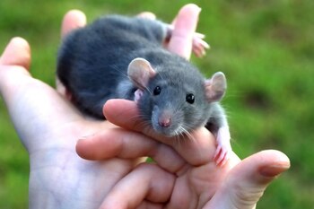 Un grupo de especialistas llevó