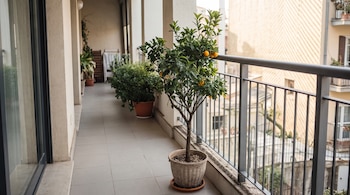 Un balcón residencial con suelo de baldosas, barandilla de metal, una puerta de vidrio, varias macetas con plantas y un árbol cítrico con frutos.