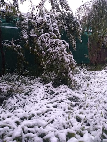 Plantas y sembríos afectados en el Cusco por la nevada