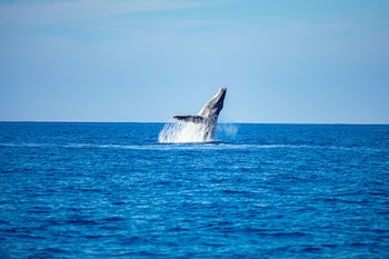 Entre diciembre y marzo es