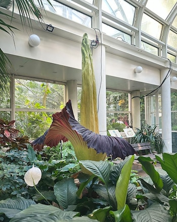 El ejemplar de Varsovia alcanzó 181 centímetros y floreció por segunda vez desde 2021 (Universidad de Varsovia)