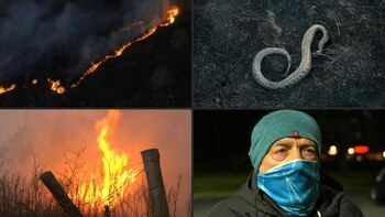 Desde la entidad médica reclamaron un enfoque federal de los incendios para evitar la destrucción de los ecosistemas y reducir el impacto en la salud