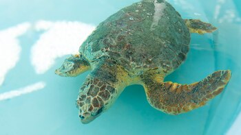 Dilly Dally, al igual que