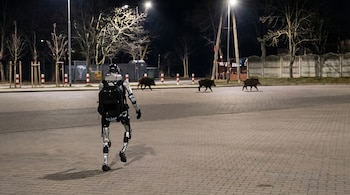 Robot G1 de Unitree con mochila, visto desde atrás, camina sobre pavimento. Al fondo, tres jabalíes cruzan la zona, con árboles y farolas de noche.