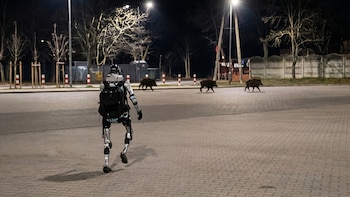 Un robot persigue jabalíes en plena calle y el video ya tiene millones de vistas