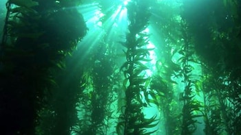 Estudios clínicos confirmaron que extractos