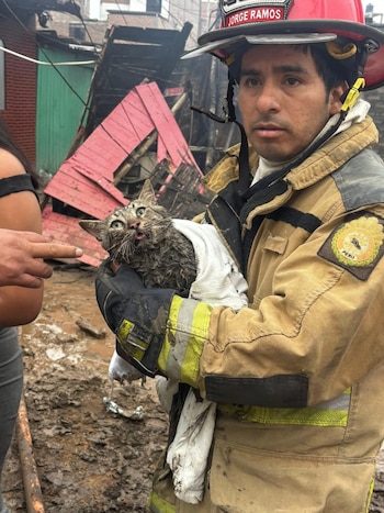 Rescate de un gato se viraliza como símbolo en medio del desastre. Facebook