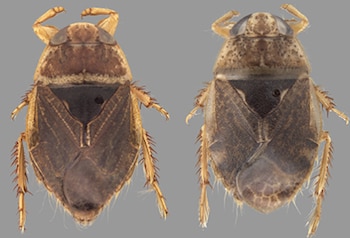 Dos insectos de cuerpo ovalado y tono marrón dispuestos uno al lado del otro sobre un fondo gris
