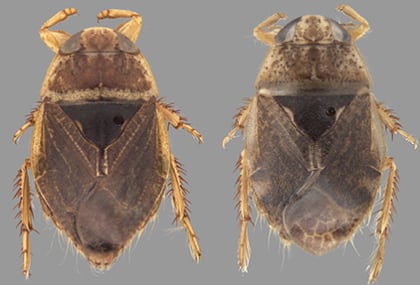 Un estudio publicado en Zootaxa identificó dos nuevas especies de chinches de platillo en Guyana, Venezuela e India (Crédito: Gentileza, estudio El género de chinches de platillo Ctenipocoris Montandon, 1897 (Hemiptera: Heteroptera: Naucoridae): nuevas especies de Guyana e India y catálogo de especies del mundo, publicado en Zootaxa)