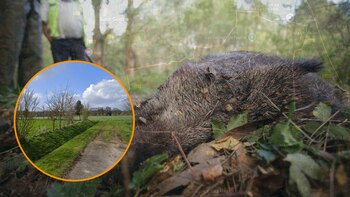 Caza de un jabalí. (Europa