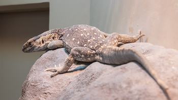 Este lagarto que puede llegar a medir 1,5 metros fue una popular mascota en España: ahora está catalogado como especie invasora
