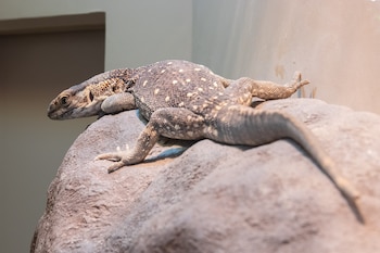 Varano de sabana. (Σ64/Wikimedia Commons)