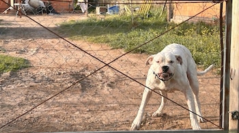 Perro Dogo Argentino blanco con hocico fruncido y dientes expuestos detrás de un alambrado de malla. El perro está en un patio delantero de tierra.