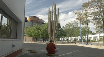 El cactus de 1.500 años, trasladado a Sevilla para la Expo del 92, se encuentra actualmente en peligro.