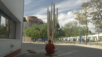 El cactus milenario de Sevilla que fue un regalo de México y es “único en Europa” necesita ayuda: “Tiene un problema de asfixia de raíces”