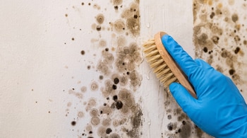 Mano con guante de látex azul limpia moho negro de una pared blanca con un cepillo de cerdas. Se observa la zona limpia y la zona con moho.