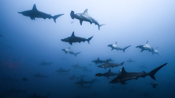 El innovador plan de Costa Rica que recompensa a quienes cuidan los tiburones martillo y los manglares