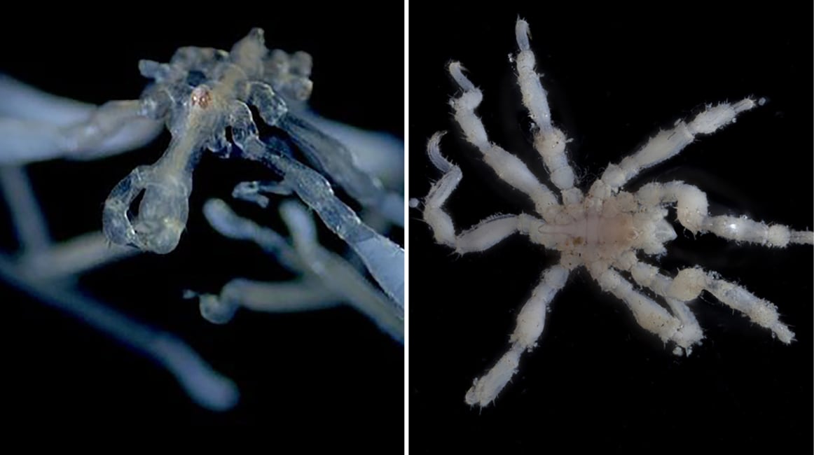 Un estudio de la Universidad de Columbia Británica identificó dos nuevas especies de arañas de mar en el mar de los Salish