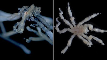 Entre pelos y ecosistemas: así son las primeras arañas de mar descritas en Canadá tras casi un siglo