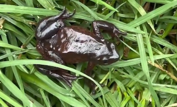 Un sapo pequeño de piel oscura y húmeda se encuentra entre briznas de hierba verde
