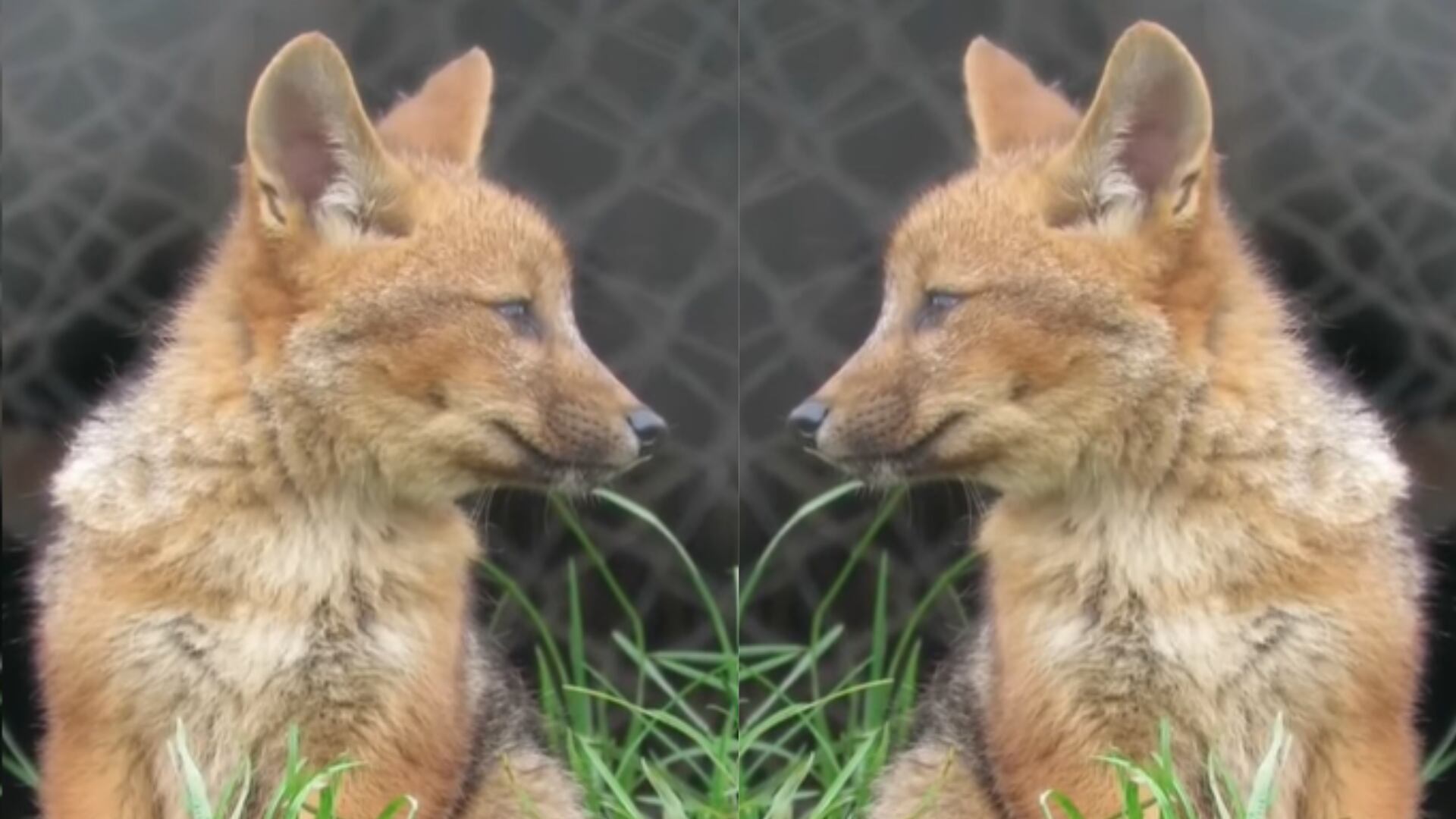 --- Título: Run Run amplía su familia en Cajamarca, nacen cuatro crías en la Granja Porcón Lead: El emblemático zorro andino, rescatado del tráfico ilegal y trasladado desde Lima, suma una camada de zorreznos que permanece bajo resguardo| Manuel Herran (Facebok)