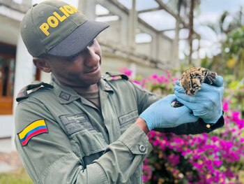 El animal fue encontrado cerca